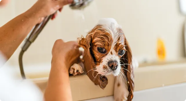 Dog taking a bath